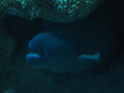 IMG_0967.JPG