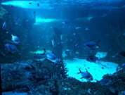 IMG_0971.JPG