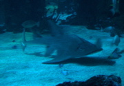 IMG_0973.JPG