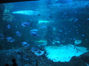 IMG_0974.JPG