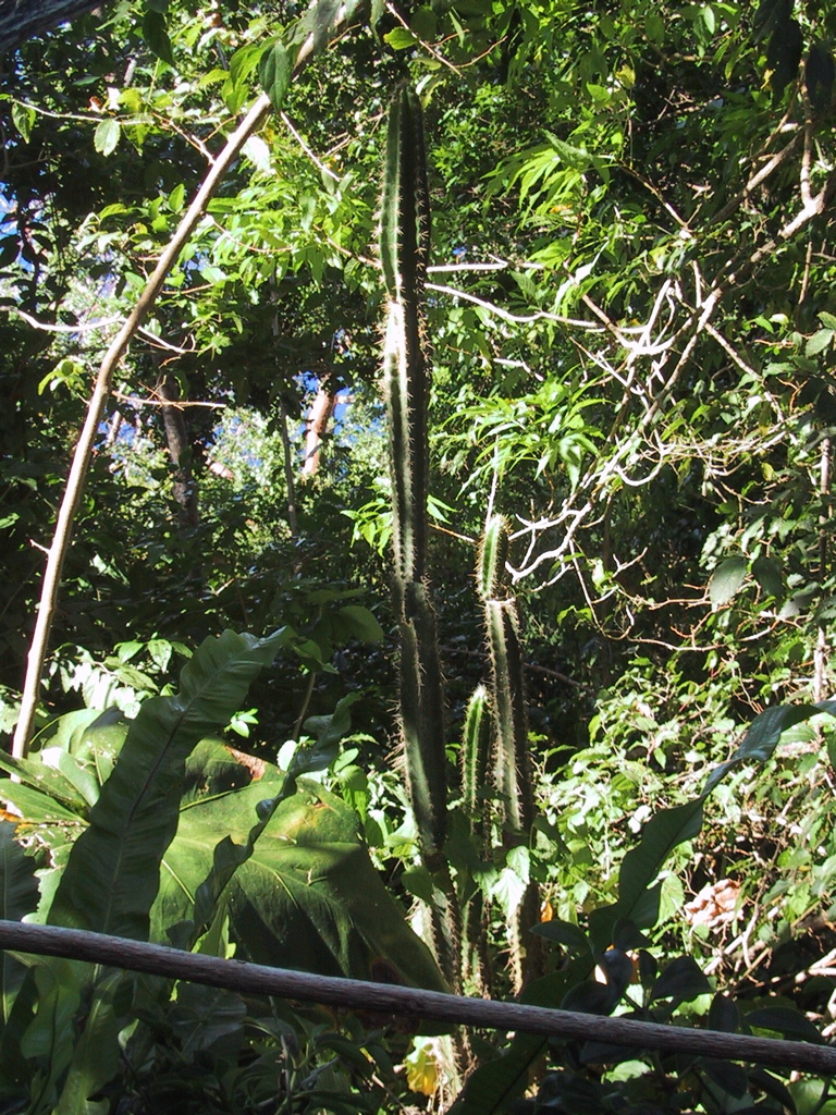 IMG_0527.JPG
